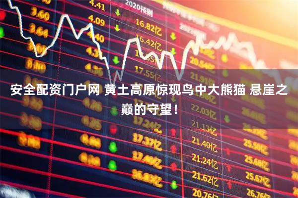 安全配资门户网 黄土高原惊现鸟中大熊猫 悬崖之巅的守望！